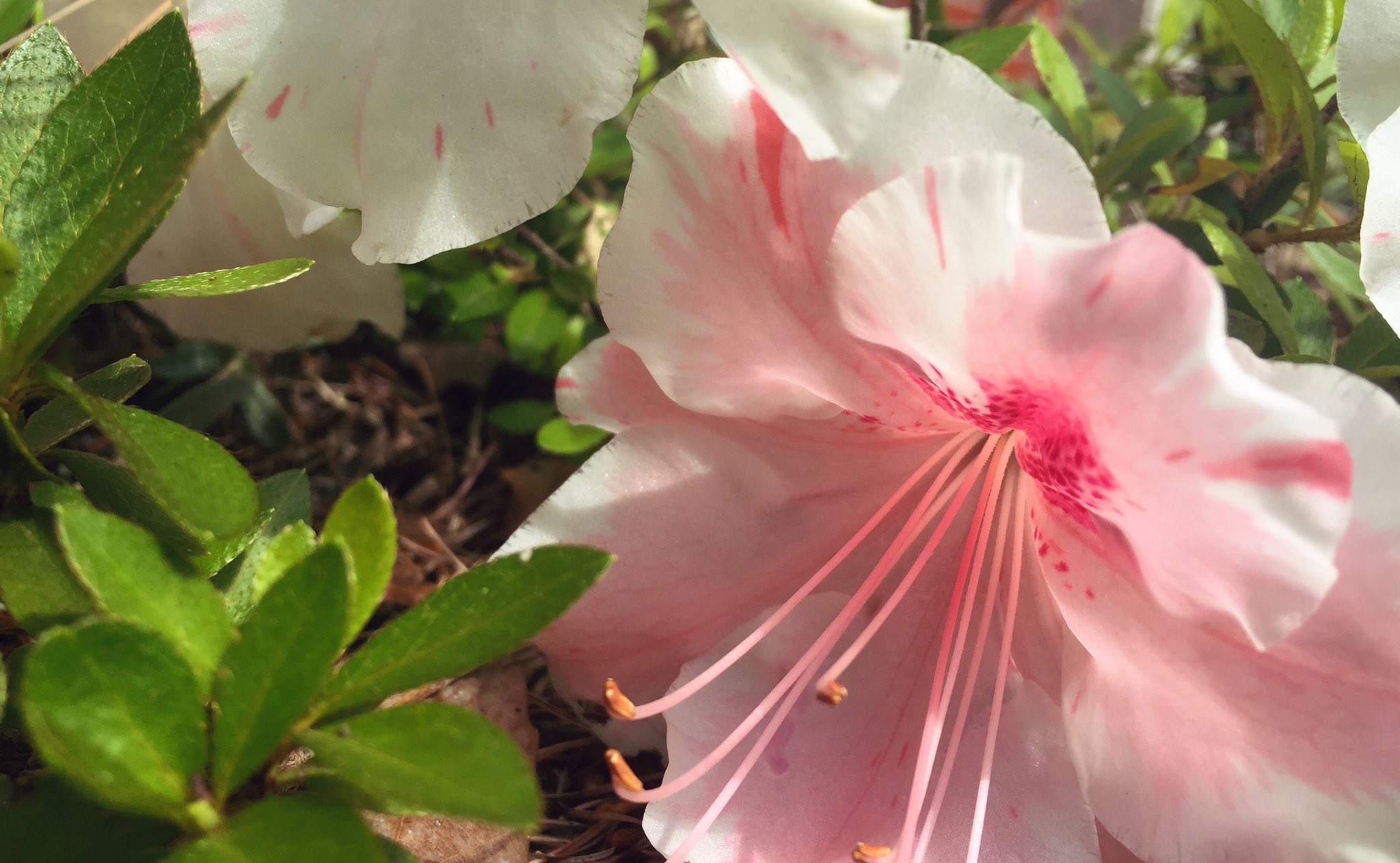 りんたろ 名前わからん花 こういう形の花って地べたに咲いててええんか T Co M6a8xj9zoy Twitter