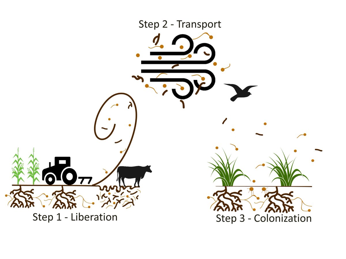 NewPhyt's tweet photo. Read some of the recent accepted articles published in New Phytologist 👇

🍄 Chaudhary et al. #mycorrhiza https://t.co/vRs5eETTNZ

🌾 Lindberg et al. #Pooideae #evolution https://t.co/PqSiyGQzaX

🌿 Zhang et al. #Conservation #Circaeaster  https://t.co/urwthEoHWx https://t.co/LoQIw7x0p1