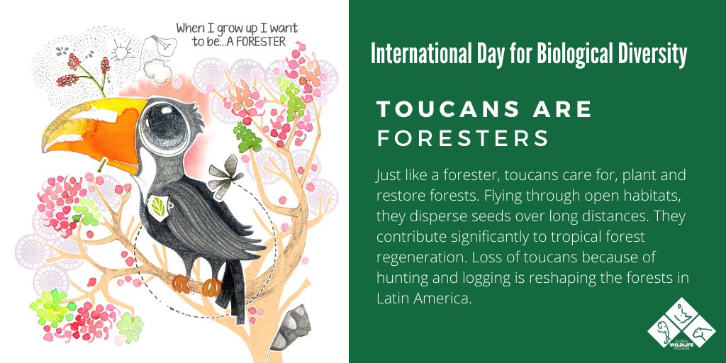 #Toucans fly long distances dispersing seeds along the way. They help tropical #forest regeneration and #restoration. Find out what the #AmazonSustainableLandscapes program is doing to halt deforestation of their habitats: wrld.bg/aqDS30qIfDc #Biodiversity2020