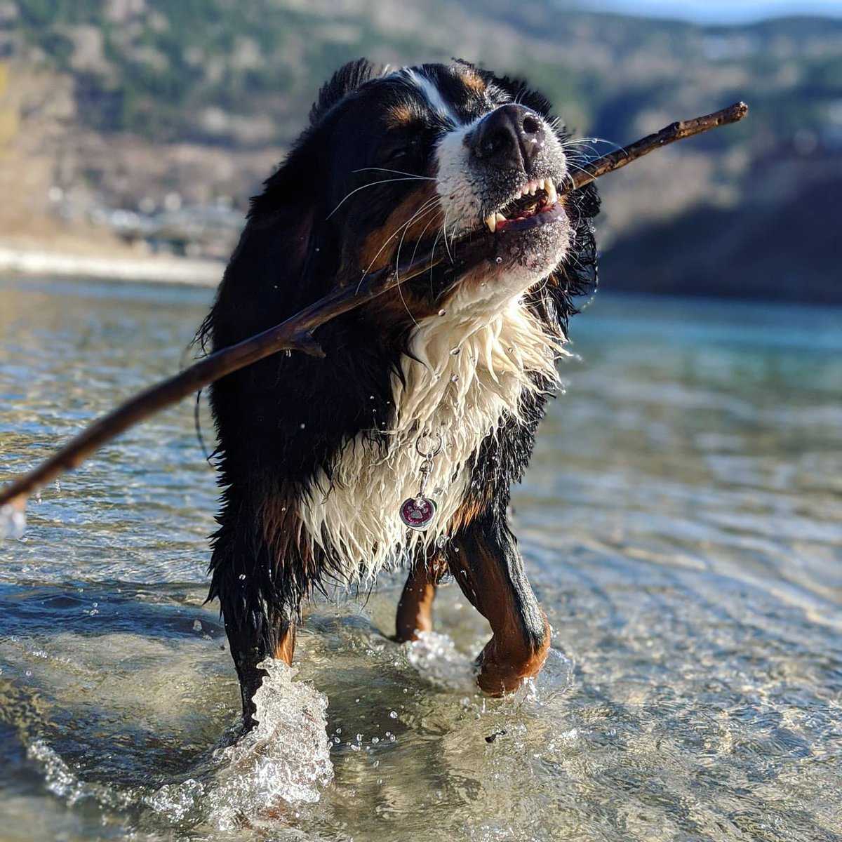Bernese_Chloe's tweet image. Dis stick is my favorite stick  
#dogsofinstagram #doglover #thursdayvibes #dogsduringlockdown #dogstagram