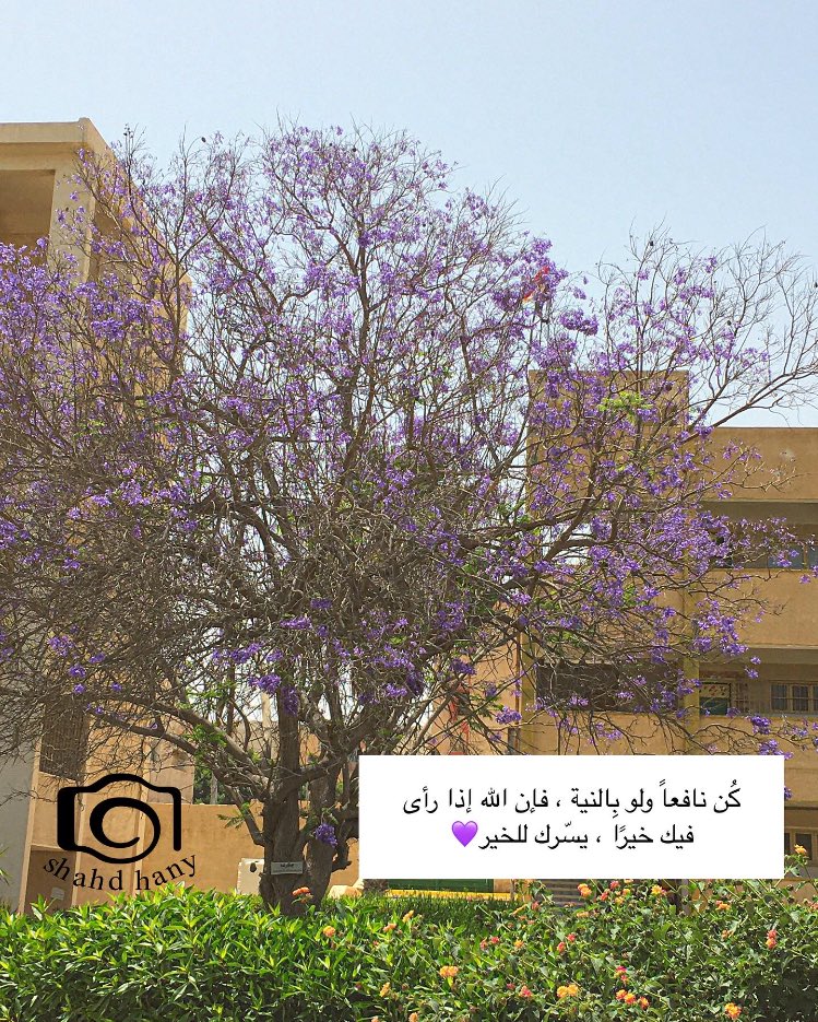Bubble08352340's tweet photo. فإن رأي الله فيك خيراً ، يسرك للخير 💜 https://t.co/mG59cnhRCP
