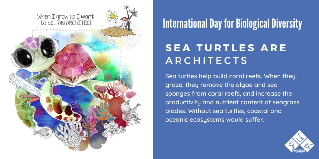 Sea Turtles help build coral farms but they are threatened by poaching, fishing practices, plastic and marine pollution. Lets save these coral reef architects: wrld.bg/Y70e30qIfLE #Biodiversity2020 #GlobalWildlifeProgram #BiodiversityDay