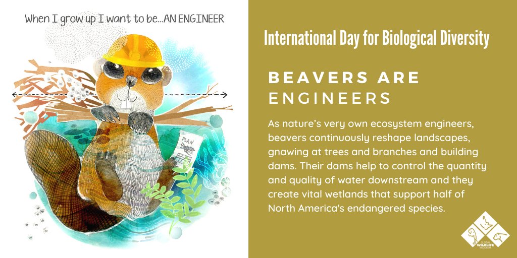 #Beavers are nature’s very own ecosystem engineers. Not only does their creation of dams help recharge groundwater, but also the resulting wetlands provide vital habitat for 1/2 of the endangered species in N. America: wrld.bg/Y70e30qIfLE #Biodiversity2020  #BiodiversityDay