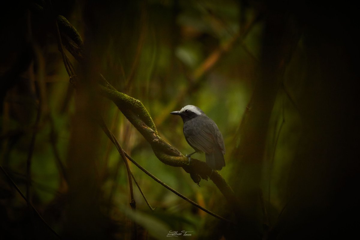 Ediltorres_foto's tweet photo. Hormiguero cejiblanco. 

Un hormiguero difícil de fotografiar pero no imposible, eso si toca tener mucha paciencia. 🐦🐦

Vereda Miralindo (Restrepo)

📸Canon 60D l f6.3 l ISO 1000 l 1/125 l Sigma 150-500 https://t.co/BV1Fawawkw