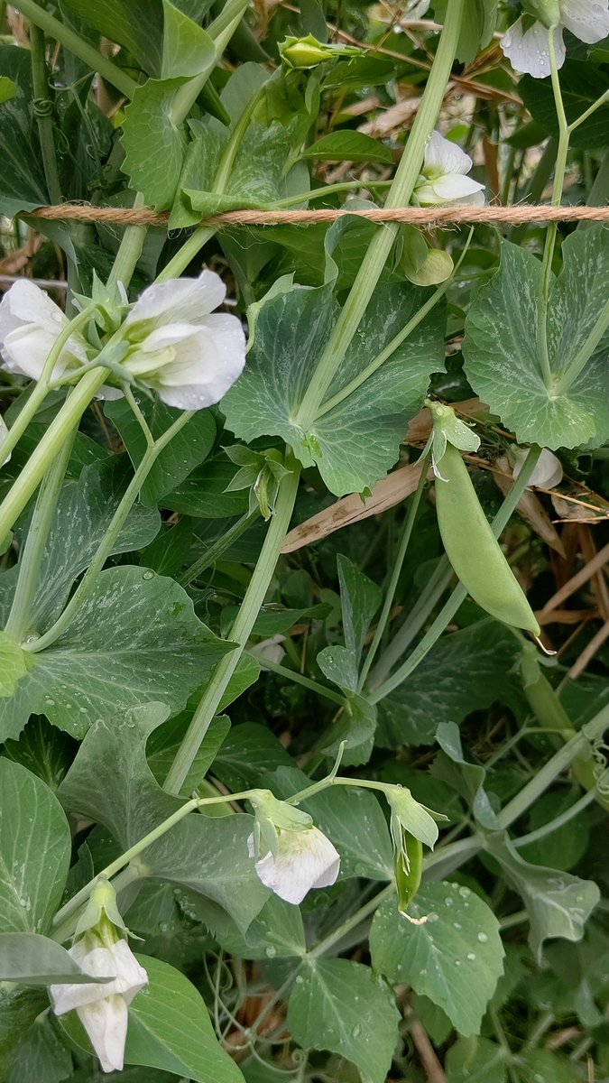 田舎のばぁちゃん 赤い花は普通の絹さや 白い花はスナップえんどう 収穫します