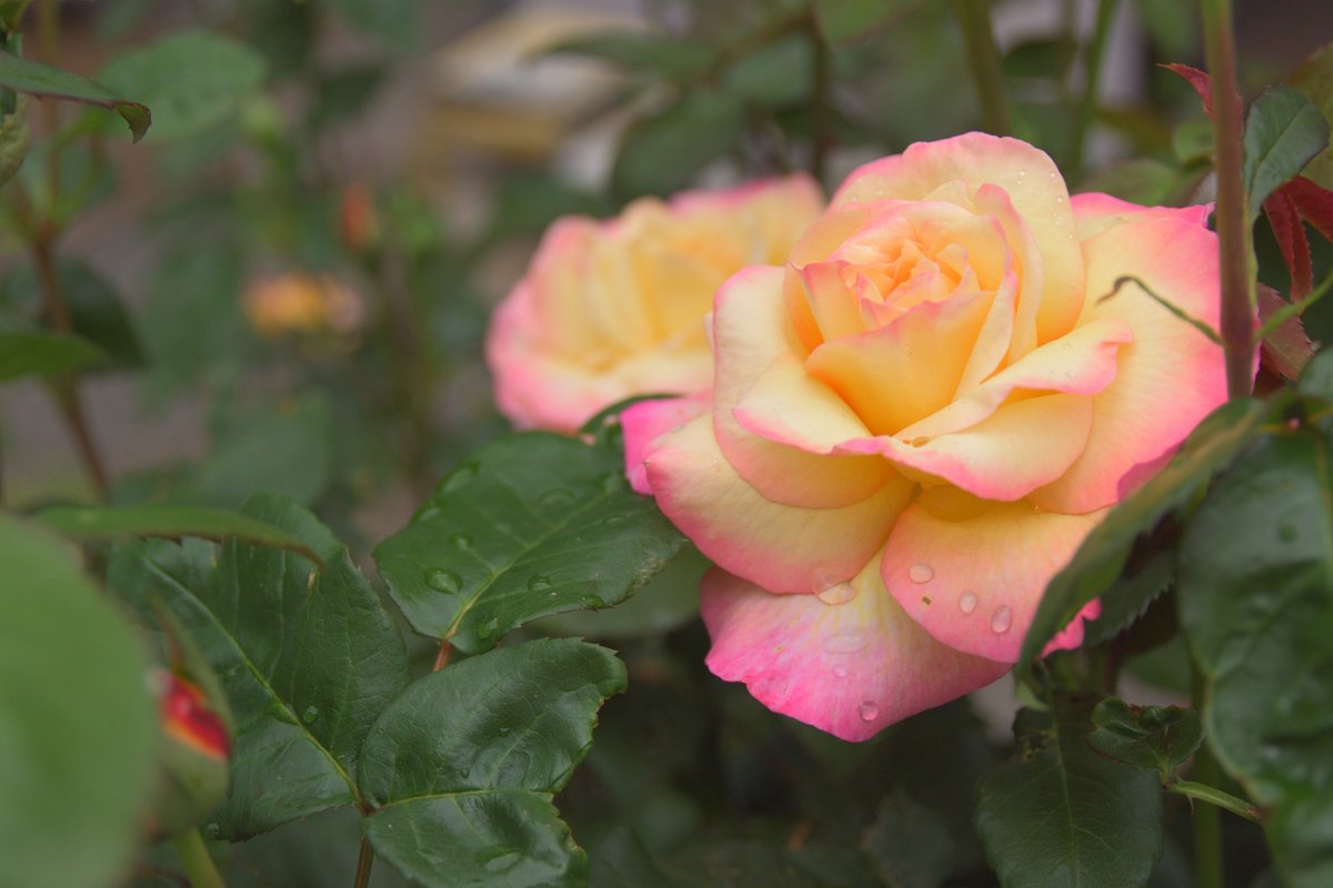 次元 ジゲン 自家栽培のバラ 黄色とピンクのバラが キッス オブ フェリア 赤黒いのが黒真珠 本当にドス黒い黒バラですわ 今年も良く咲いている 現在 白バラのつぼみがたくさんある もう少しで開花する