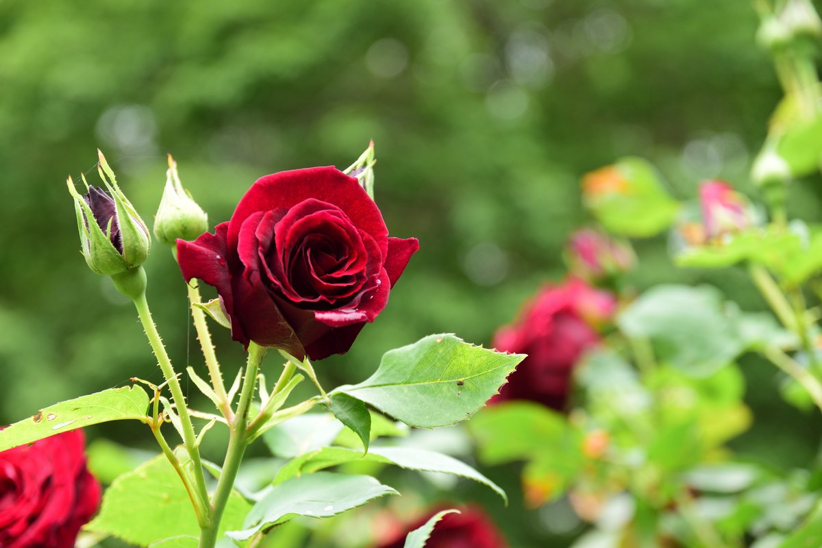 次元 ジゲン 自家栽培のバラ 黄色とピンクのバラが キッス オブ フェリア 赤黒いのが黒真珠 本当にドス黒い黒バラですわ 今年も良く咲いている 現在 白バラのつぼみがたくさんある もう少しで開花する
