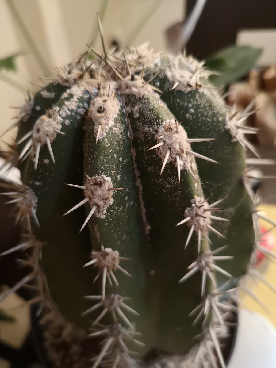 rodrigo berrones tweet media