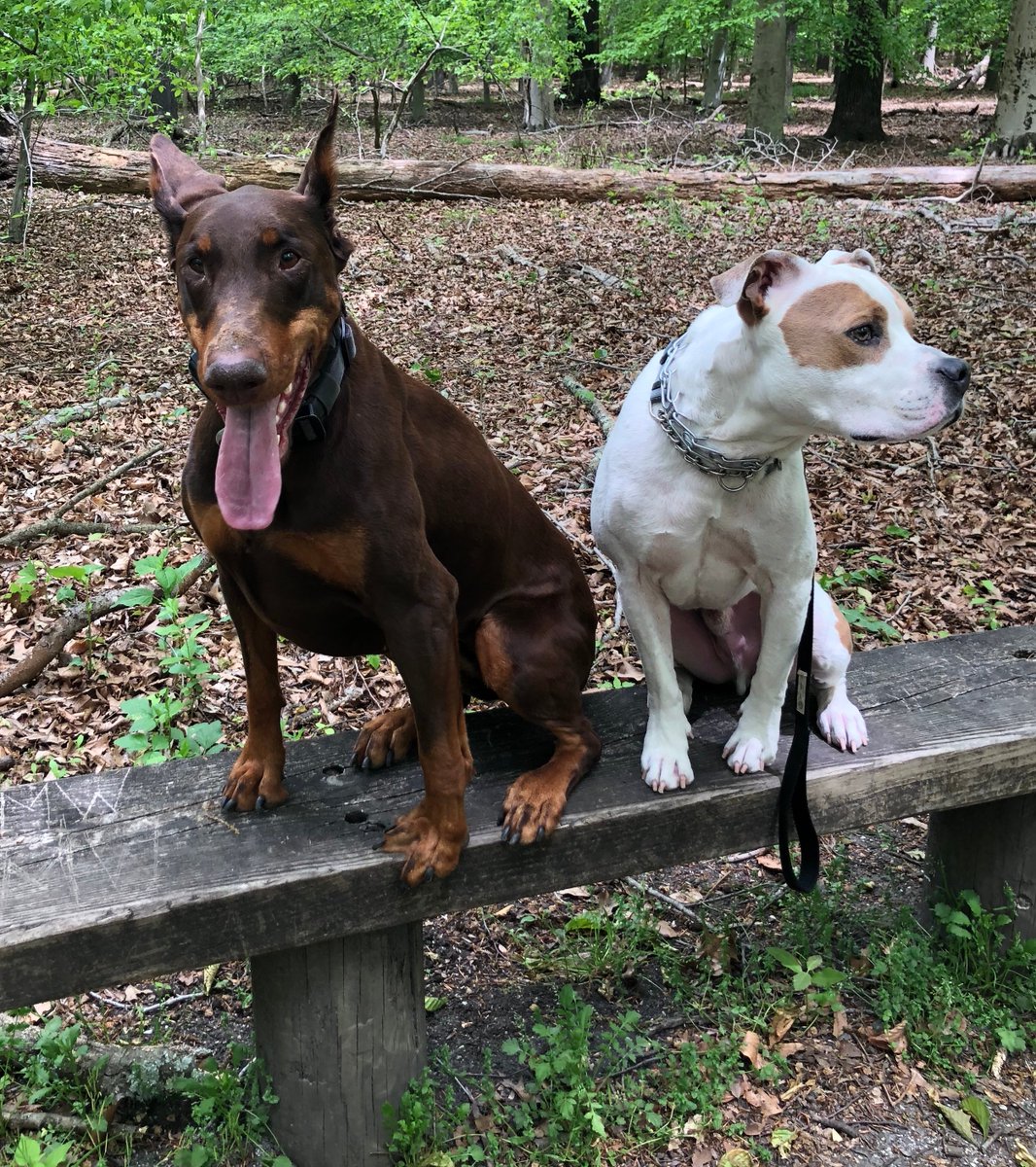 K9Standards's tweet photo. The beautiful Miss Ava &amp; her friend the suave &amp; gallant Hugo during #K9Standards' #PackWalk last Sunday. Time to get outside, social distance, train, and enjoy your #K9 partners  #K9Standards #SouthJerseyDogTrainer #BeAK9Team #TeamworkWorks https://t.co/VQkMIAen3Y