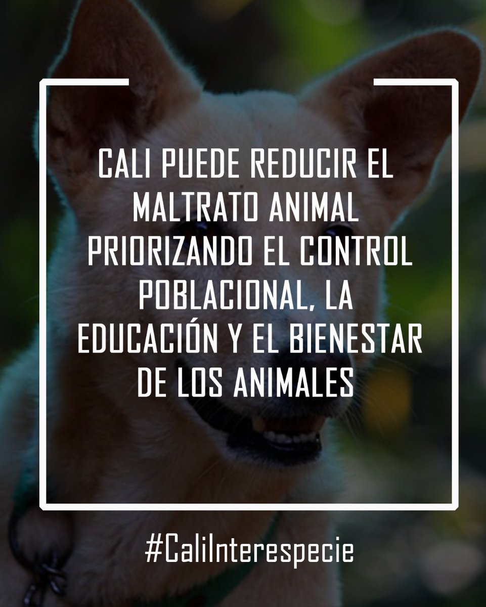 Creaguion_'s tweet photo. Cali puede reducir el maltrato animal
 #caliinterespecie  @SaludCali  @DAPMCali  @SeguridadCali  @BienestarSociaI  @SEMCALI  @DagmaOficial https://t.co/gwBTCmtjEm