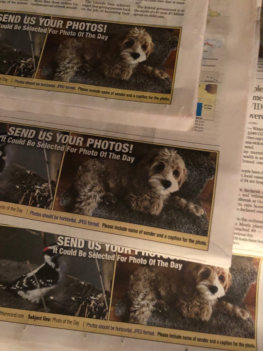 Agent needed: Every day this week our pup Jackson has been in the paper ... our one time photo submission has become a regular ad over the past month - he’s gonna be famous! #PuppyLove