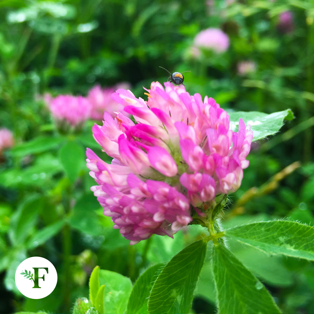 FladerCosme's tweet photo. ☘️☘️☘️⁠
⁠
#FläderCosmetic #Fläder #フレーデルコスメ #Vegan #ヴィーガン #ヴィーガンコスメ #SkinCare #VeganSkinCare #FläderSkin #スキンケア #コスメ #スウェーデン #JapaneseSkinCare #化粧水 #ローション #乳液 #ミルク#VeganskHudvård #Snow #Milk #Lotion ⁠⠀ https://t.co/IBV1Urwaqz