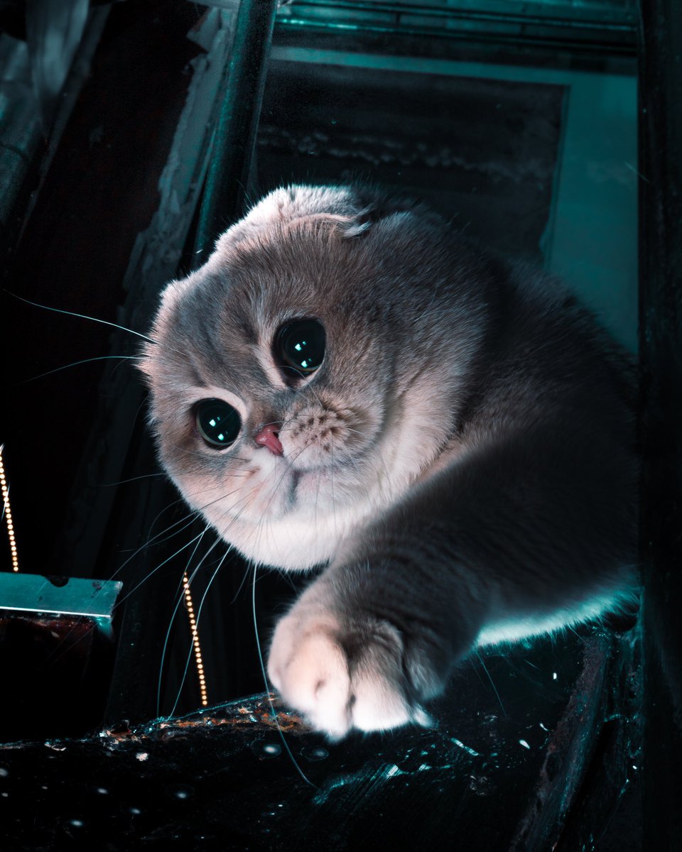 skygenes's tweet photo. You’re about to enter cats WONDERLAND ✨ 🐱 RT to enter https://t.co/YINgjRtZ0j