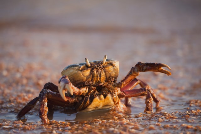 mcsuk's tweet photo. It's #BiodiversityDay! 🙌 Join us in celebrating our incredible marine wildlife! 🦞 🦀🐢🐟🐠🐡🐋🐳🐬🦈🌊🦑🐙🦐

We'd love to see your pics of any marine critters you've spotted by the sea 📷. Share them in the comments!

#biodiversity #marinewildlife https://t.co/HHXOm8HDDH