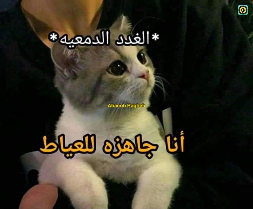 _supernovax's tweet photo. حد بيقولي كلمة: https://t.co/LnzGs6J4S2