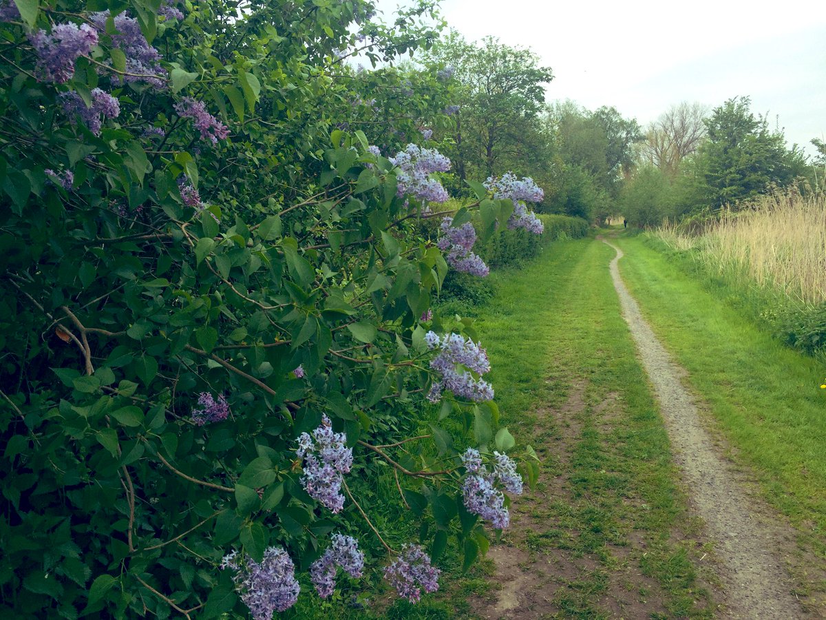 Malcolm_Dorian's tweet photo. #Bike ride 🚲 through beautiful #nature 🇩🇪 https://t.co/b5zCqNzuJB