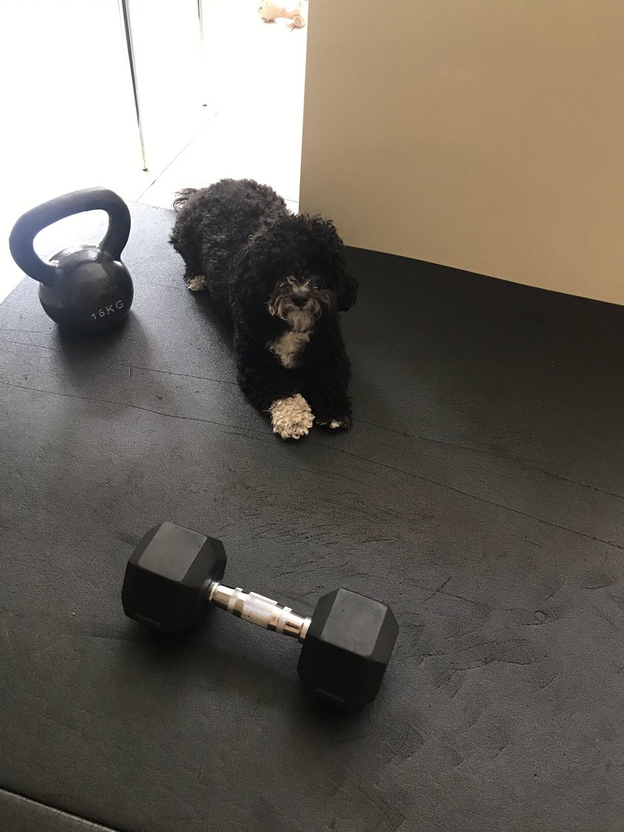 My PT giving me the evil eye during this morning’s session to ensure I don’t skip any reps. He’s tough but he gets results 🏋🏻‍♀️ 🐶