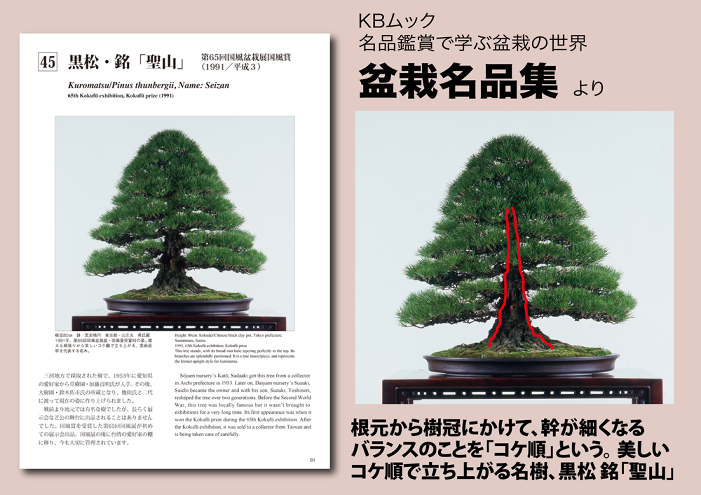盆栽用語集] こけじゅん【コケ順】 根元から樹冠に向けて幹が細くなる