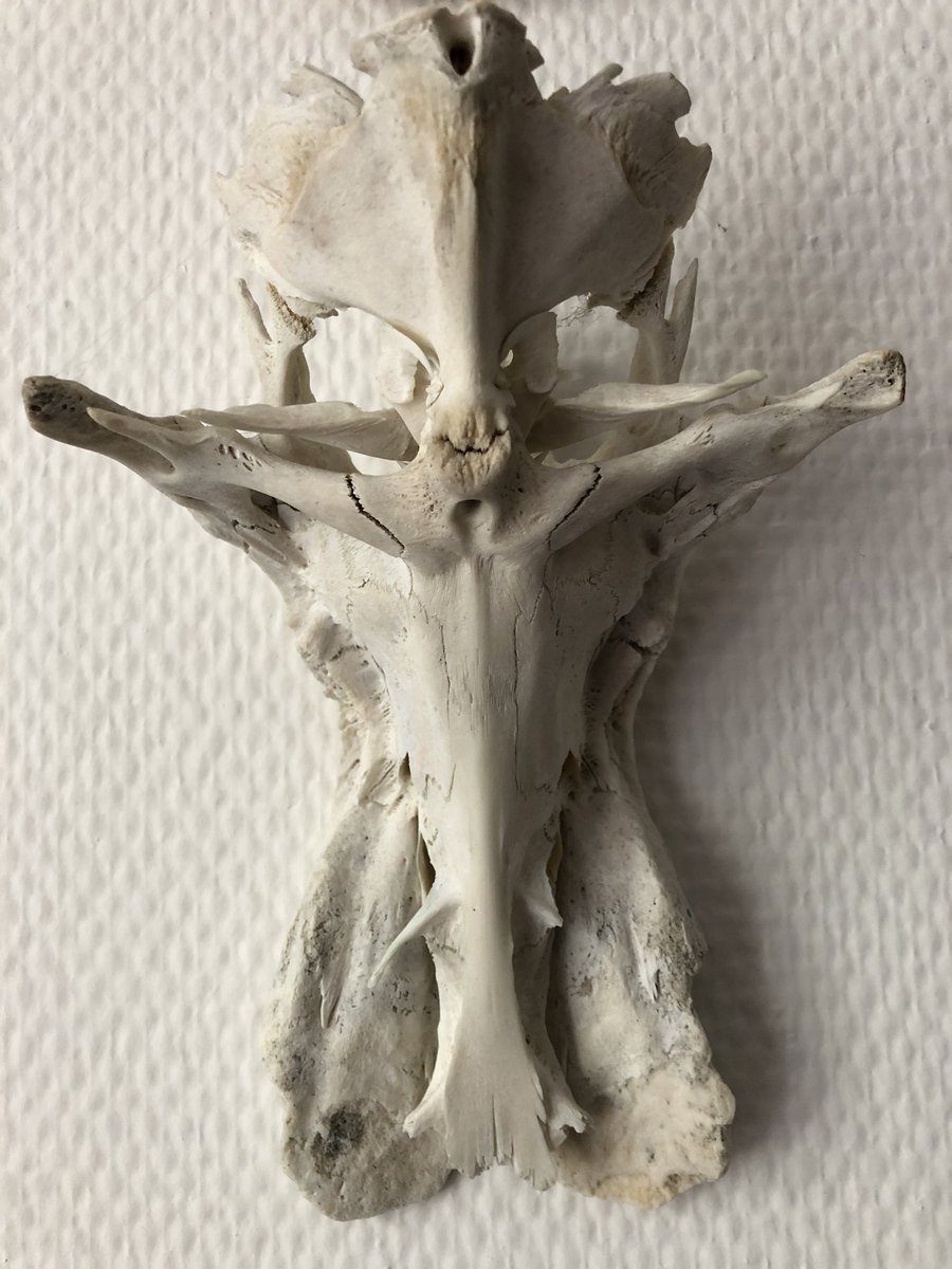dechmannlab's tweet photo. forget about Jesus on tortillas, I see bat god in fish skulls, and he‘s a #LeafNosedBat https://t.co/TwhO20ZMEs