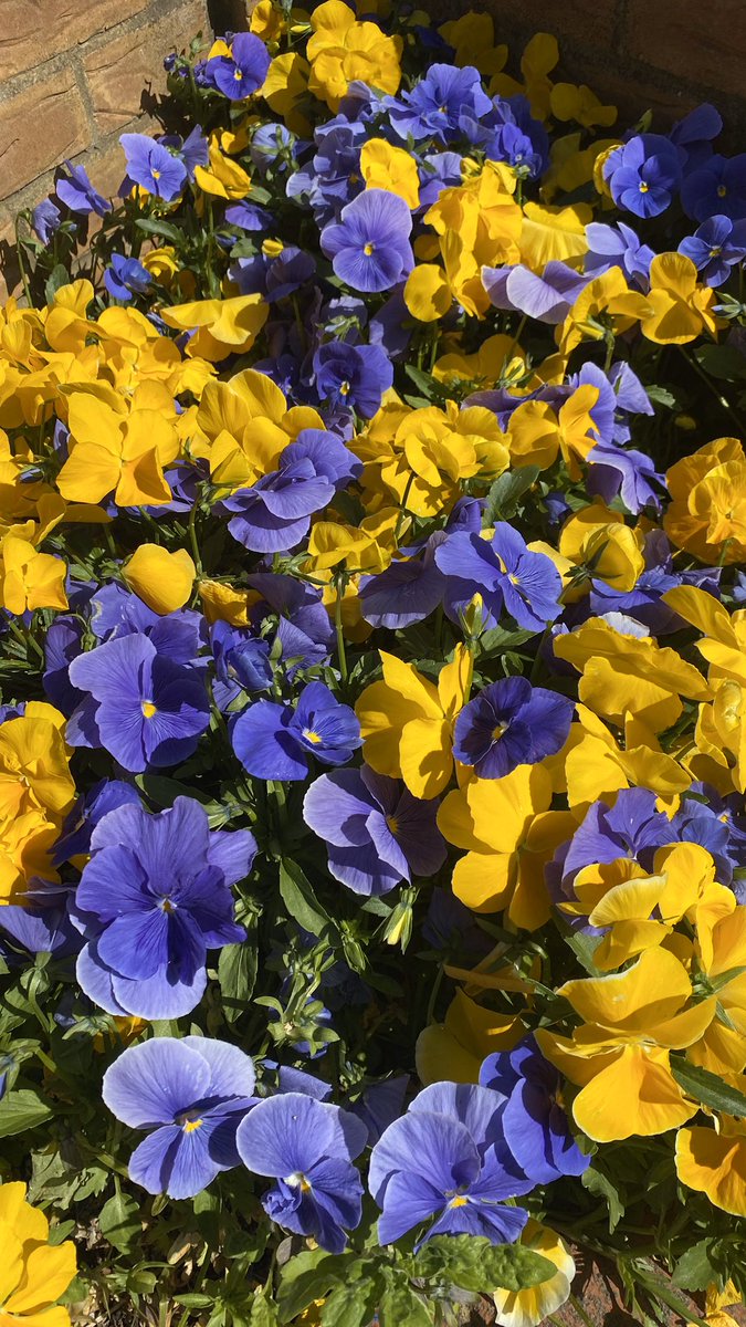 AHOYofficial's tweet photo. A massive thank you to @MillenniumQuay who have kindly donated flowers to #AHOY in bloom, it  will brighten up our boat yard  🌷 💐 🌹flowers will be cared for by our #sailability team and thank you to volunteer Becky who is also a resident for re planting https://t.co/VBuDHLRgCx