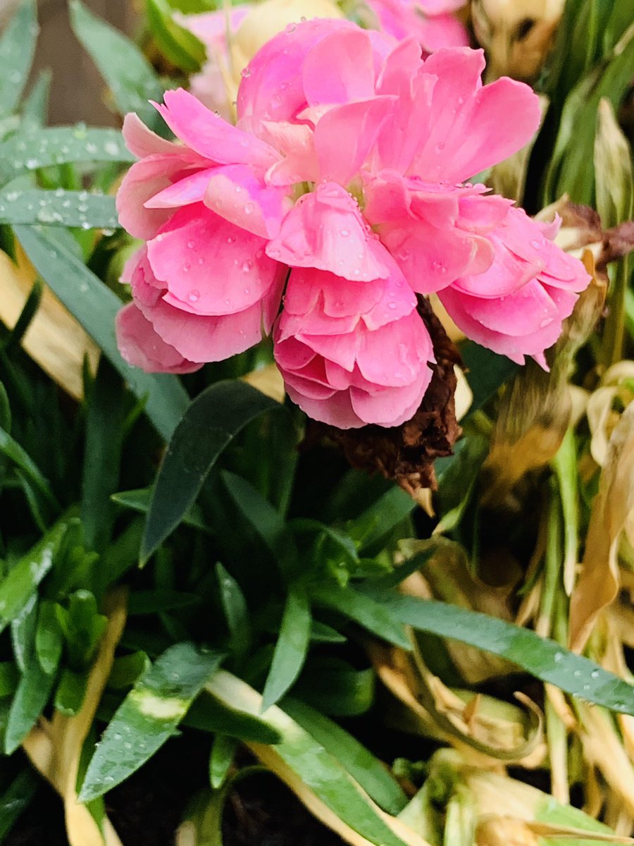 Viera_mits's tweet photo. My flowers #flowerdew💚 https://t.co/wV1qWP03r0