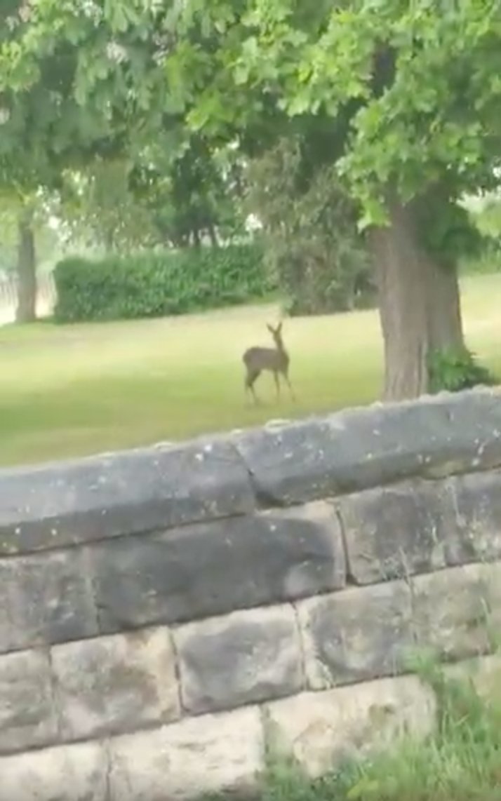 redhallpf's tweet photo. Nature is healing – we have a Bambi! https://t.co/ZV0WpfQocb