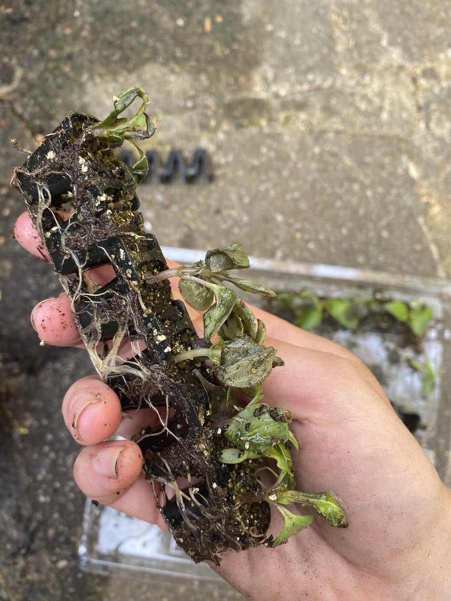 RoseWillatts's tweet photo. @ThompsonMorgan My Busy Lizzie plant plugs arrived yesterday evening looking pretty worse for wear, several of the leaves were slimy or disintegrated off altogether. Will they still have a chance of growing? https://t.co/ZN3PsnxtDD