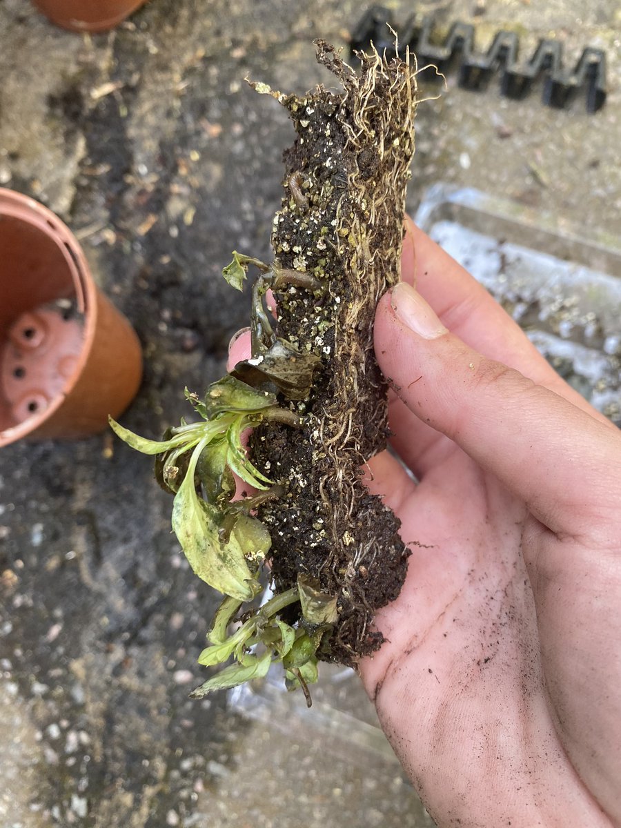 RoseWillatts's tweet photo. @ThompsonMorgan My Busy Lizzie plant plugs arrived yesterday evening looking pretty worse for wear, several of the leaves were slimy or disintegrated off altogether. Will they still have a chance of growing? https://t.co/ZN3PsnxtDD
