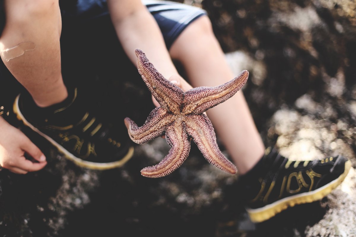 mcsuk's tweet photo. It's #BiodiversityDay! 🙌 Join us in celebrating our incredible marine wildlife! 🦞 🦀🐢🐟🐠🐡🐋🐳🐬🦈🌊🦑🐙🦐

We'd love to see your pics of any marine critters you've spotted by the sea 📷. Share them in the comments!

#biodiversity #marinewildlife https://t.co/HHXOm8HDDH