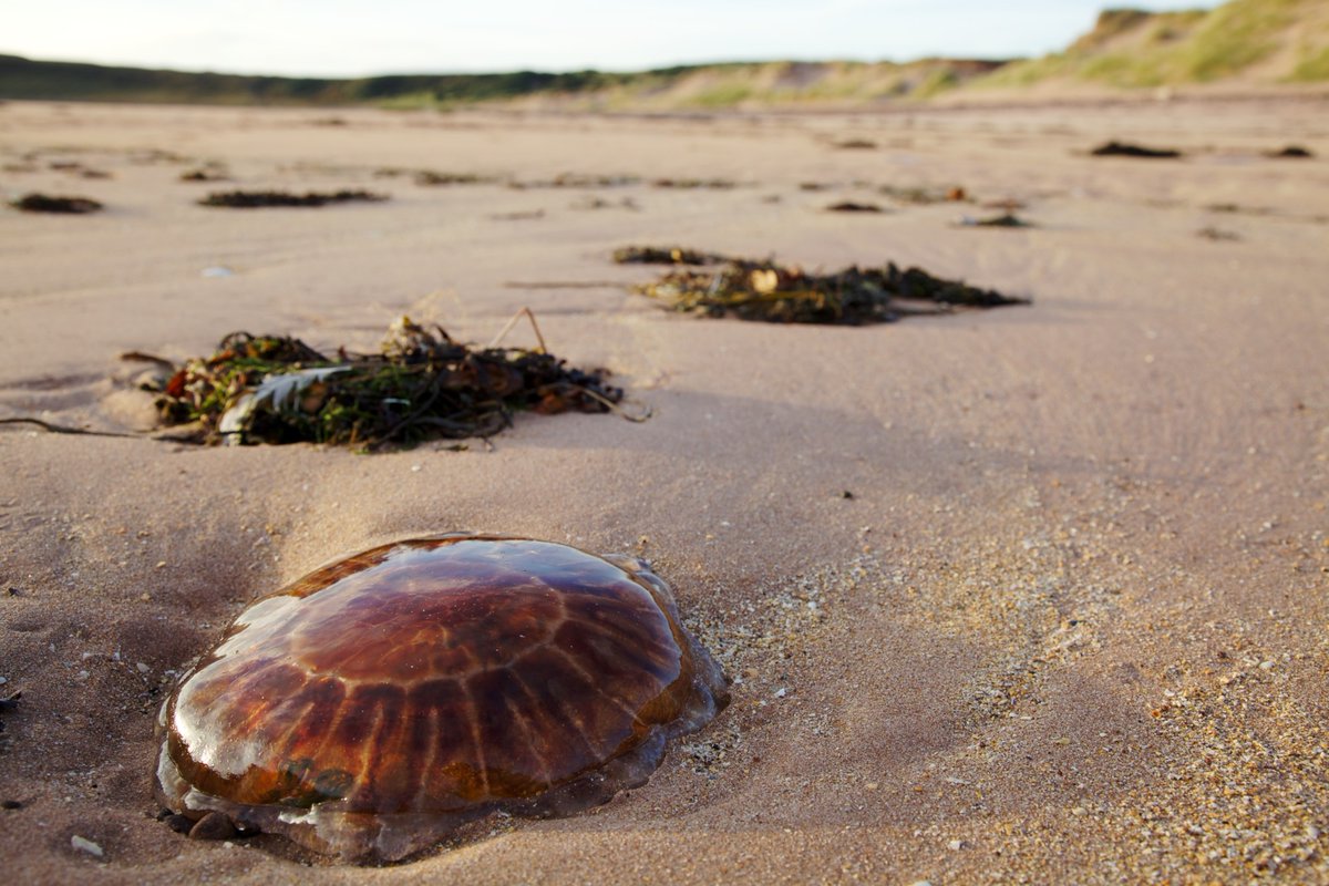 mcsuk's tweet photo. It's #BiodiversityDay! 🙌 Join us in celebrating our incredible marine wildlife! 🦞 🦀🐢🐟🐠🐡🐋🐳🐬🦈🌊🦑🐙🦐

We'd love to see your pics of any marine critters you've spotted by the sea 📷. Share them in the comments!

#biodiversity #marinewildlife https://t.co/HHXOm8HDDH