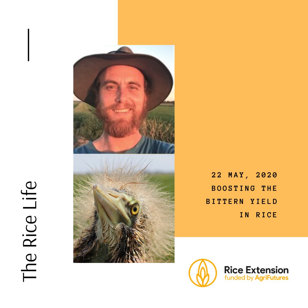 RiceExtension's tweet image. Increasing the #Bittern Yield in #Rice podcast now live!! We chat with @Matt_HerringOz and ricegrower Hayden @frogfarmer1 about @LLSRiverina 
#bitternfriendlyrice incentive. Hear winter cereals update with @YPCAgronomy James Mann #ausag #votebittern 
ow.ly/j9z750zNhNi