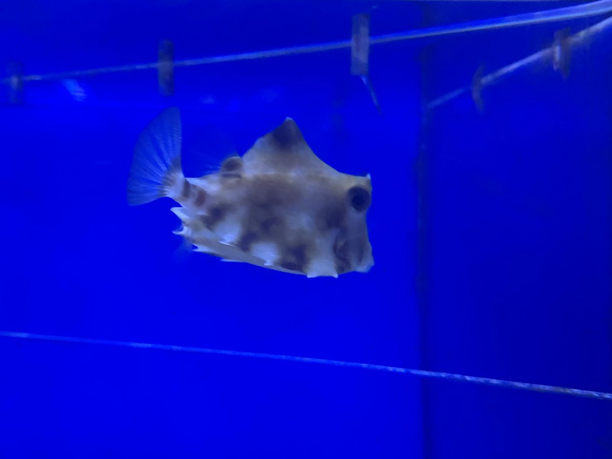 ベッセル ｖｅｓｓｅｌ 海水魚 サンゴ 専門店 22日 金 入荷情報 アカハラヤッコ アケボノチョウ ハシナガチョウ ゴマチョウ ミゾレチョウ イッテンチョウ チョウハン アミメチョウ アミチョウ スミツキトノサマダイ トゲチョウ フウライチョウ