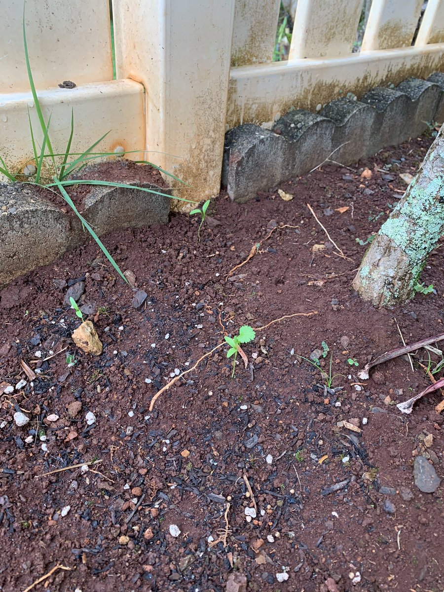 ColleenHobson3's tweet photo. @RawBeautyKristi Hold up! Hubby and I planted seeds a month ago and this the sorry shit we got lol. What’s your secret?! https://t.co/7gAmyin3mN