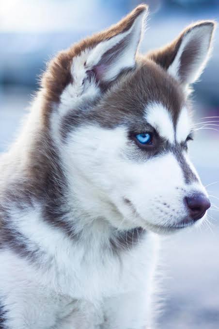 shabrabia's tweet photo. The beauty of two distinct extremes...
#beautiful
#صباح_الخير
#black
#whight
#wolf
#husky https://t.co/owvEB4Fv3w