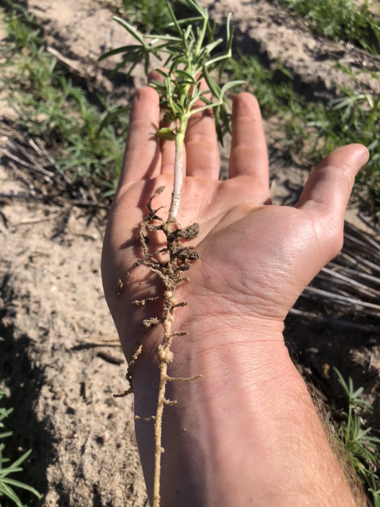 nathan_mudie's tweet photo. Lupins loving the deep ripped country! Loved the deep seed placement and already nodulating deep into the profile. Great option for ripped country! 👌 https://t.co/svu7DHXH4t