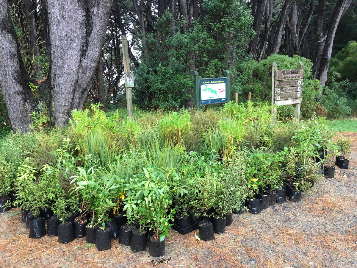 RotaryWgtn's tweet photo. We are adjusting to post lock-down in all sorts of ways. We have a Monday speaker with interesting career context, our DGN has been announced, we will be planting more trees and raising more funds for the Wellington Children's Hospital.  Read on!  https://t.co/2qy9aTY8Dm https://t.co/wjfEyanTj0