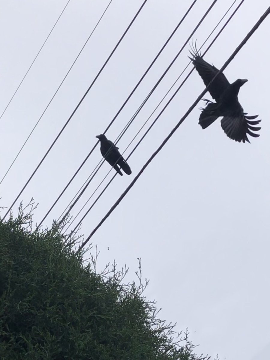 カラスの勝手でしょ Twitter Search