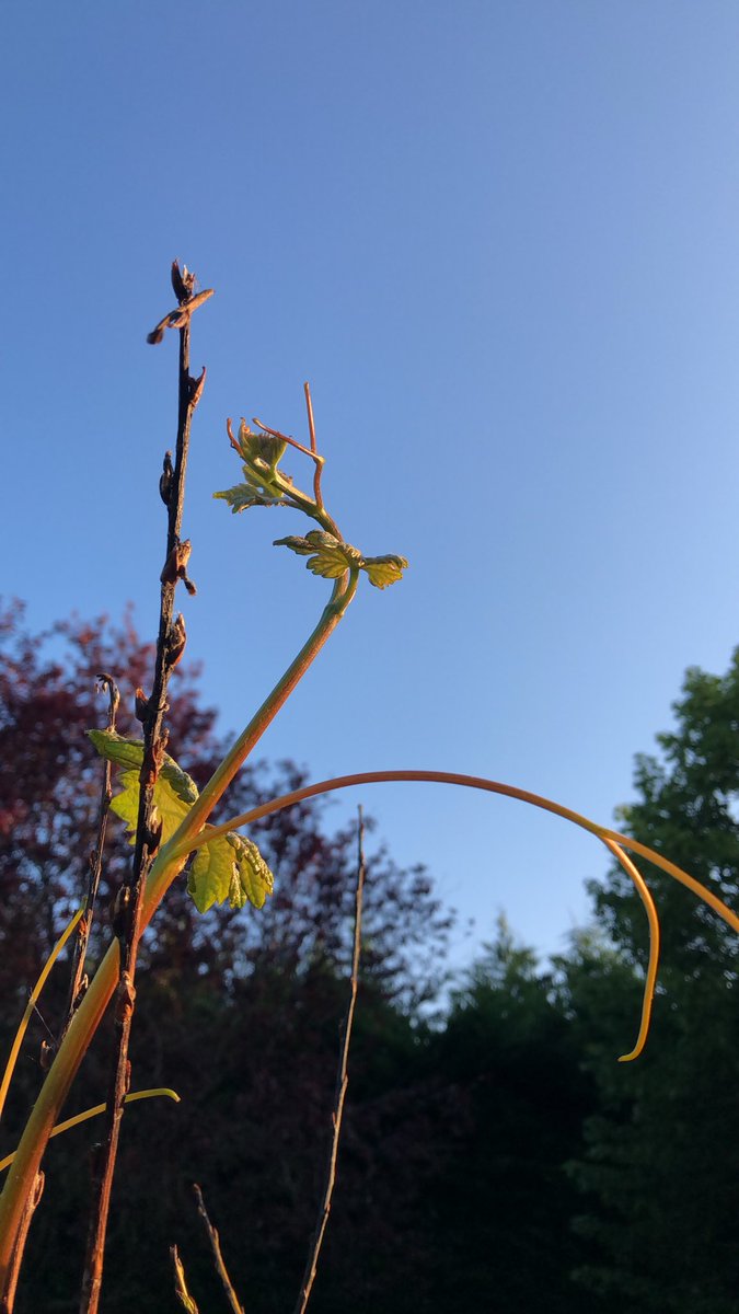 Si l’Entreprise #Renault joue sa survie selon le ministre, le monde #viticole va jouer son existence en attendant les décisions de l’#UE et de son ministère #agricole #dguillaume26 #vif #agpv #fnsea #gvt #sauverlesvignerons #vindeloire