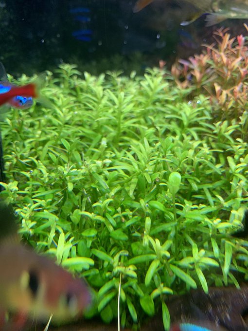 Co2無しで育つ グリーンロタラのトリミング方法や植え方など育て方まとめ アクアリウムを楽しもう