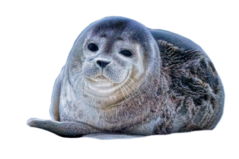 HarambeLover7's tweet image. @Babylonian a gorilla named harambe or an orangutang named uh oh or stinky would revive the franchise.

#sealthoughts