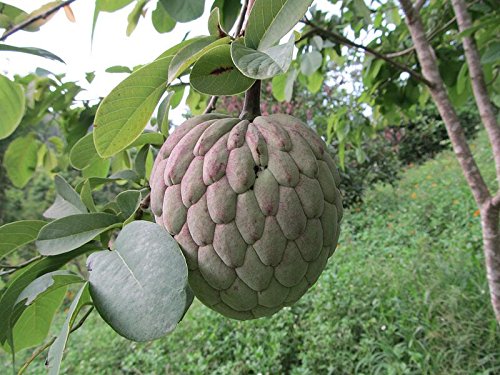33. Annona diversifolia, a tropical fruit tree, caused a mini-scare in Kerala in the late 90s.Why?It is the source of the Ilama Pazham, depicted to be the cause of blindness in 'Guru'.  #LalettanBirthday  #Mohanlal60