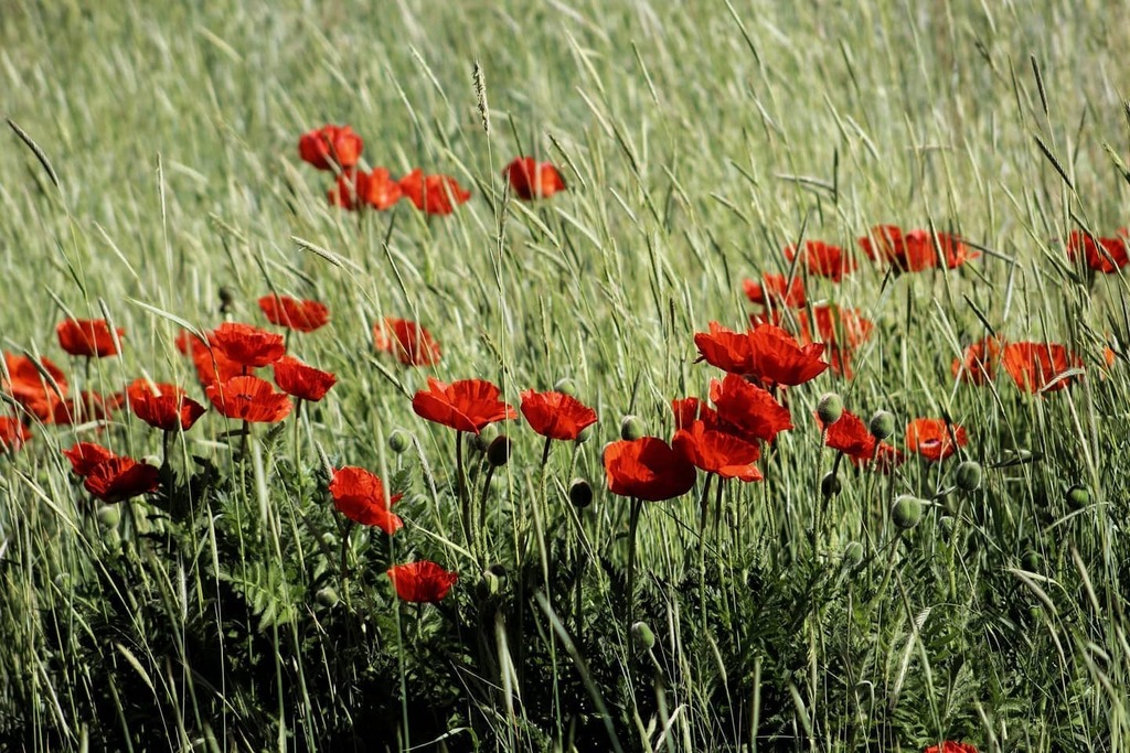 mrtheTrain's tweet photo. "In every walk in with nature one receives far more than he seeks. "
John Muir
#naturephotography #poppies #cachevalleyutah
#natgeoyourshot
#nature #redpoppies
#quotes https://t.co/tPqbDXw7Qu