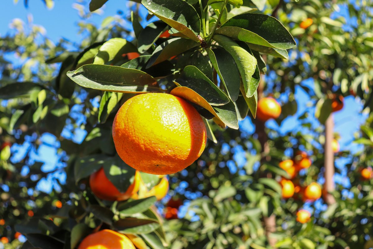 Ironbark Citrus tweet media