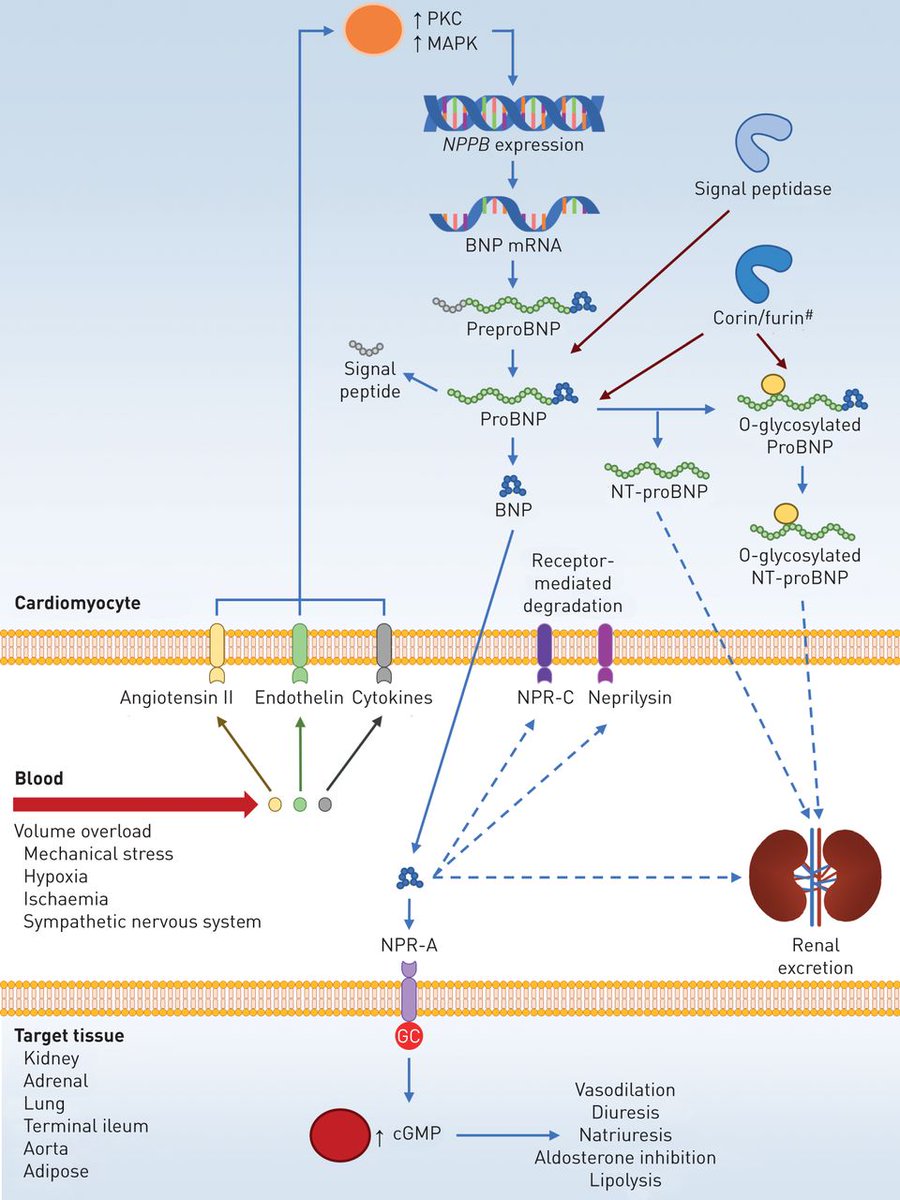 ERSpublications's tweet image. Despite the widespread use of BNP and NT-proBNP in pulmonary arterial hypertension there are limited data on the standardisation of sampling and no data on the use of point-of-care testing and its potential value in clinical management bit.ly/2Xxm9uV