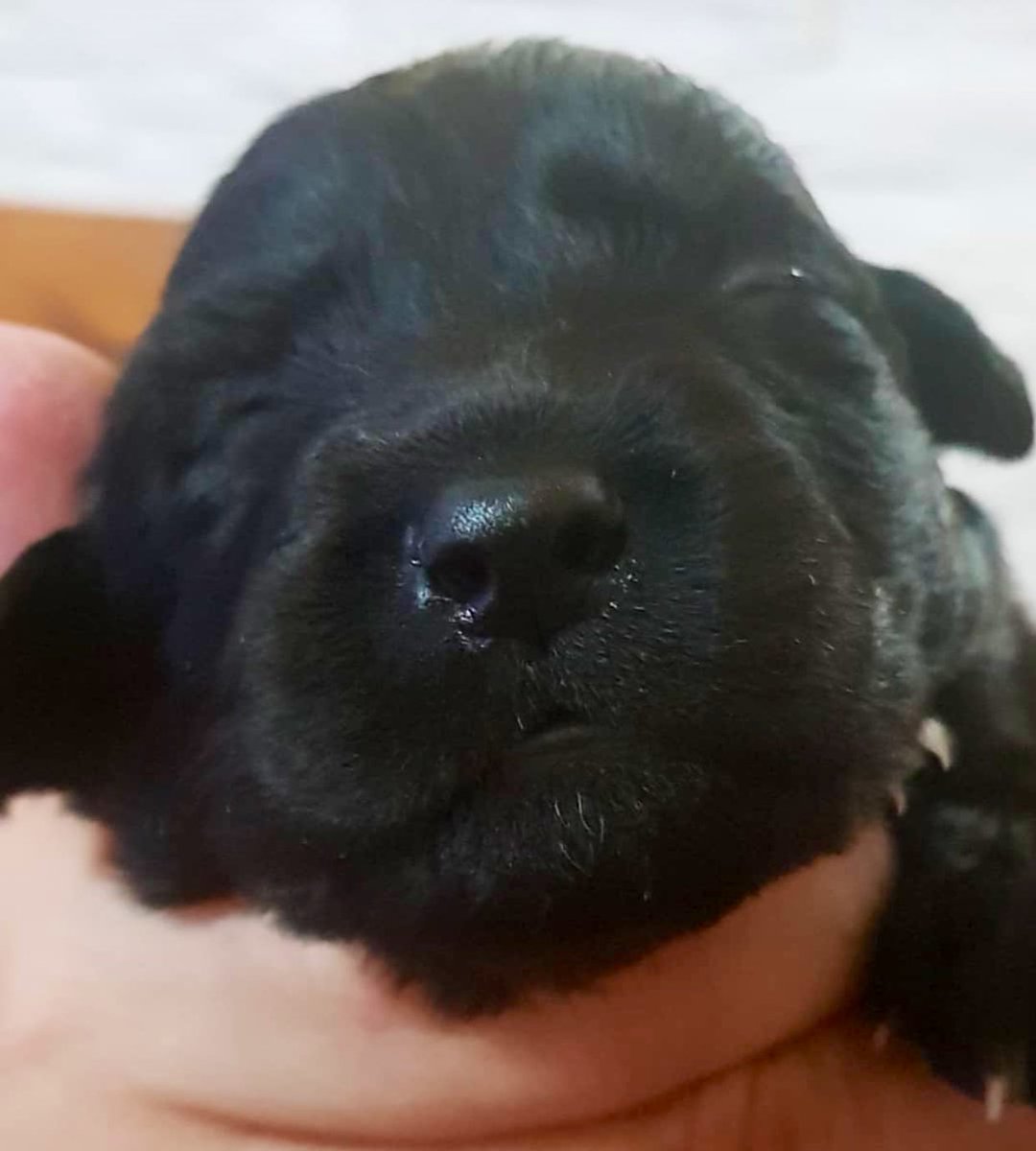 MalenaStein's tweet image. Estos 10 hermosos cachorritos rescatados necesitan ser adoptados. Si queres llenar tu vida de amor infinito e incondicional, mandame DM. Zona barracas, tiene traslado. 
Si no podes adoptar, se agradece DIFUNDIR. Se entregan los primeros días de Junio.