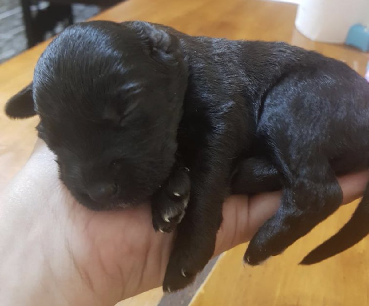 MalenaStein's tweet image. Estos 10 hermosos cachorritos rescatados necesitan ser adoptados. Si queres llenar tu vida de amor infinito e incondicional, mandame DM. Zona barracas, tiene traslado. 
Si no podes adoptar, se agradece DIFUNDIR. Se entregan los primeros días de Junio.