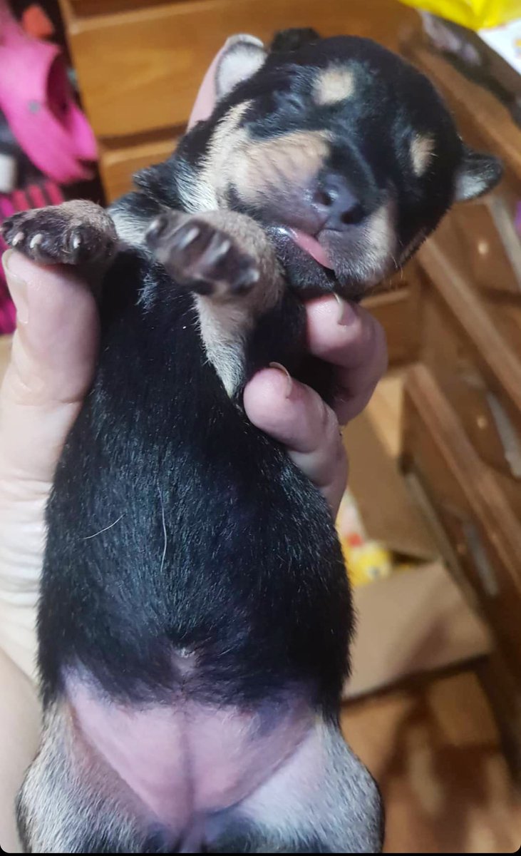 MalenaStein's tweet image. Estos 10 hermosos cachorritos rescatados necesitan ser adoptados. Si queres llenar tu vida de amor infinito e incondicional, mandame DM. Zona barracas, tiene traslado. 
Si no podes adoptar, se agradece DIFUNDIR. Se entregan los primeros días de Junio.