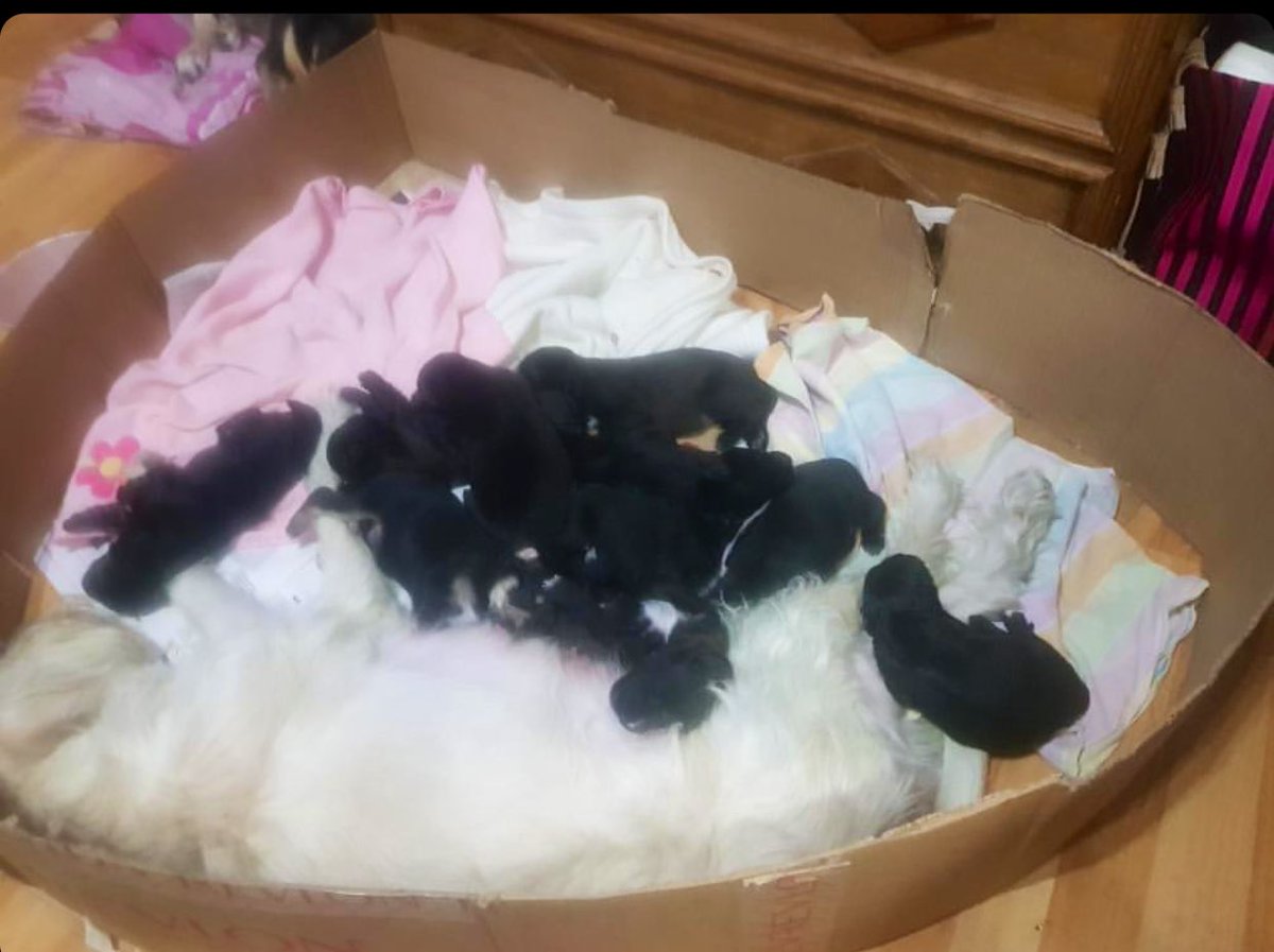 MalenaStein's tweet image. Estos 10 hermosos cachorritos rescatados necesitan ser adoptados. Si queres llenar tu vida de amor infinito e incondicional, mandame DM. Zona barracas, tiene traslado. 
Si no podes adoptar, se agradece DIFUNDIR. Se entregan los primeros días de Junio.