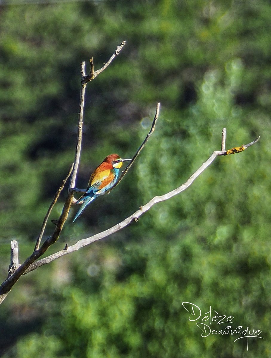 DelezeD's tweet photo. 🤩
#guepier #oiseau #birds #oiseauxsauvages #wildbirds #birdphotography #birds_captures #birds_lovers #bird_perfection #birds_nature #wildlifephotography #naturepure #naturelovers #love_nature #beauty_of_nature #animallovers #photoanimaliere #valais #suisse #myswitzerland https://t.co/cAkn1Sbrv0