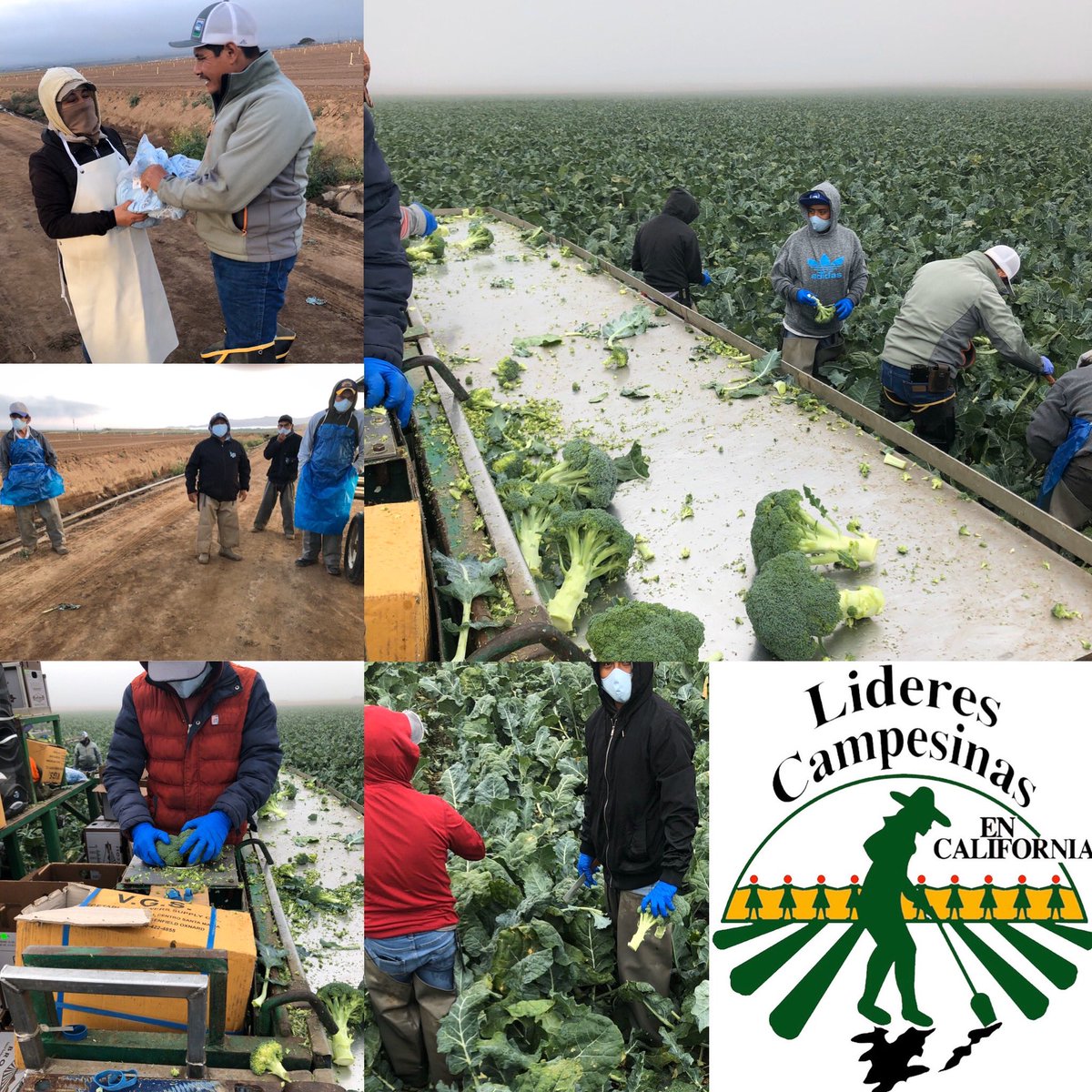 LCampesinas's tweet image. @FamDoc_Forest @PPE4CC Thank you to all the Doctors dedicated to prevention.  We are happy to be a part  of the effort to get masks to farmworkers. #AlwaysEssential #SiempreEsencial #HedleyandBennett #maskedup #takeittothefields #COVID19 #Farmworkers